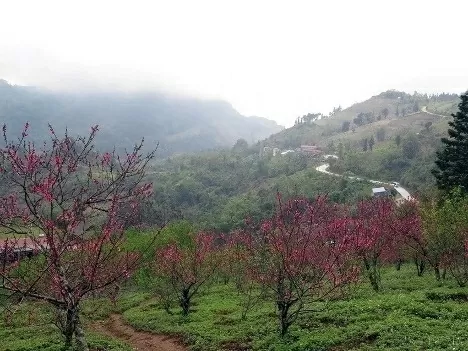 Ancient peach tree in Deo Gio (Ngan Son, Bac Kan province) burst into vibrant bloom. (Photo: VNA) Ancient peach tree in Deo Gio (Ngan Son, Bac Kan province) burst into vibrant bloom. (Photo: VNA)