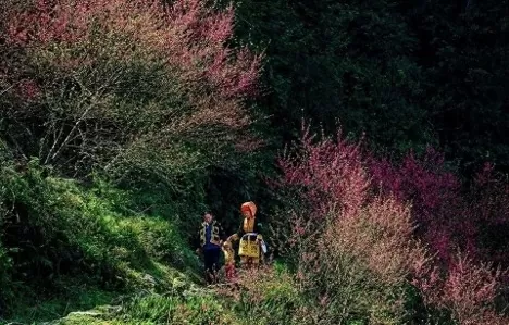 Peach blossoms blooms beautifully on Mount Mau Son. (Source: VNA) Peach blossoms blooms beautifully on Mount Mau Son. (Source: VNA)
