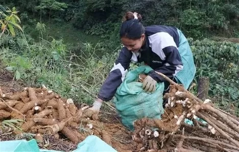 China continues to be the largest market for Vietnamese cassava China continues to be the largest market for Vietnamese cassava