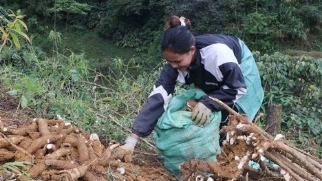 China continues to be the largest market for Vietnamese cassava