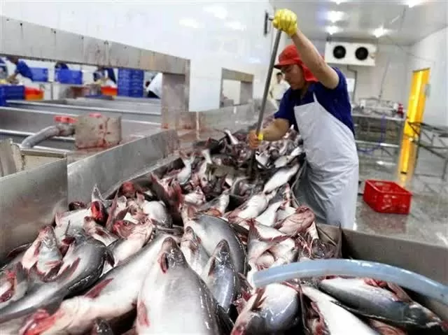 Pangasius fetch record price in early 2025 Pangasius fetch record price in early 2025