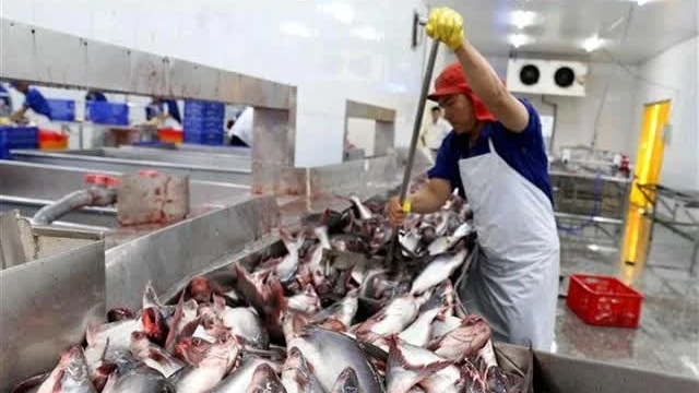 Pangasius fetch record price in early 2025: VASEP