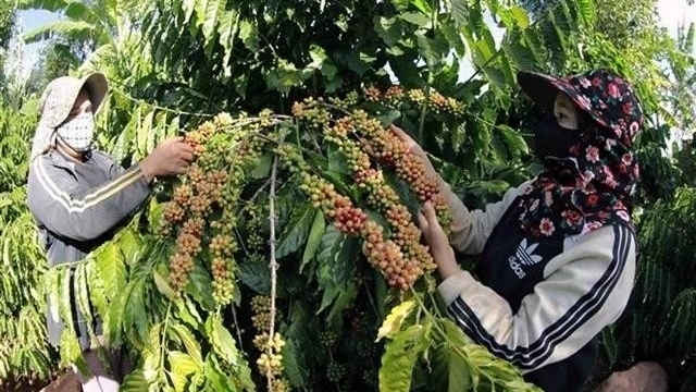 Vietnam's coffee exports reach nearly 800 million USD in January