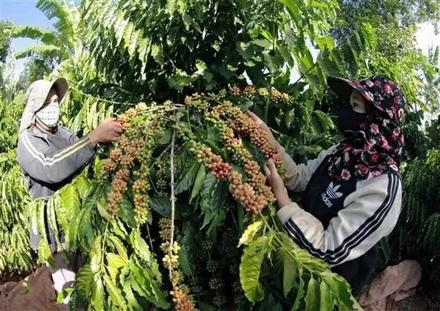 Farmers harvest coffee in the Central Highlands province of Dak Lak. (Photo: VNA) Farmers harvest coffee in the Central Highlands province of Dak Lak. (Photo: VNA)