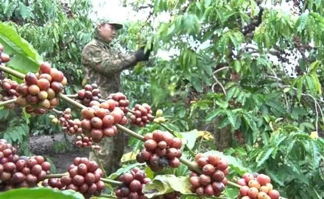 Coffee prices hit record highs, heightening speculation risks Coffee prices hit record highs, heightening speculation risks