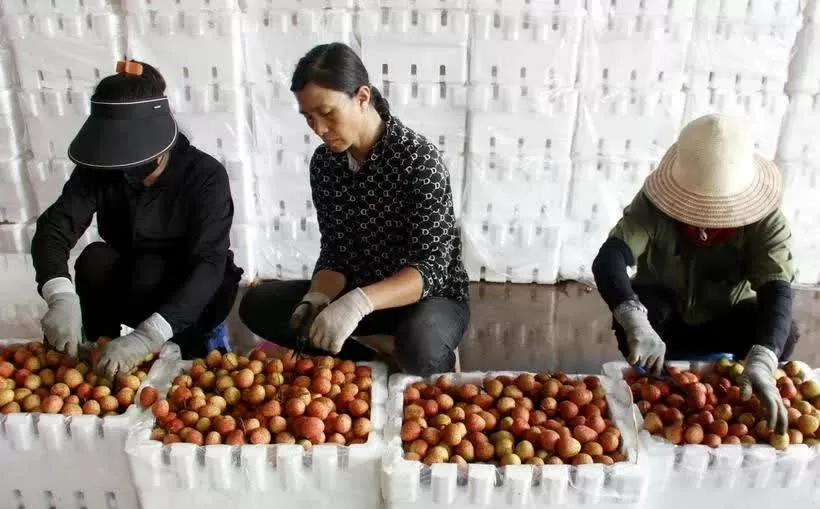 Bac Giang develops 479 areas for key agricultural products Bac Giang develops 479 areas for key agricultural products
