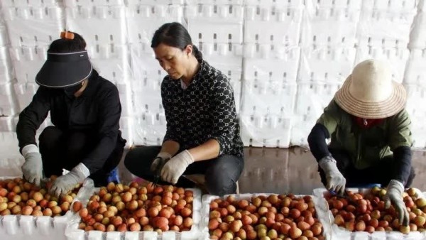 Bac Giang province develops 479 areas for key agricultural products