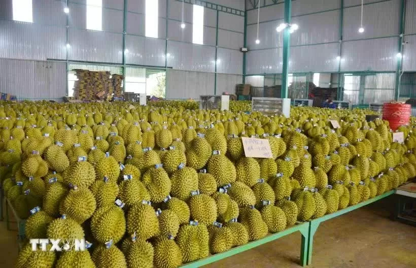 Vietnam's agricultural product exports shine in 2024 Vietnam's agricultural product exports shine in 2024