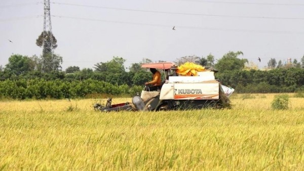 Scaling up high-quality rice exports despite mounting global challenges