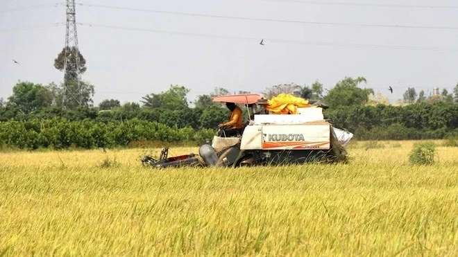 Scaling up high-quality rice exports despite mounting global challenges