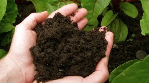 Vietnam taps into peat resources to advance green agriculture