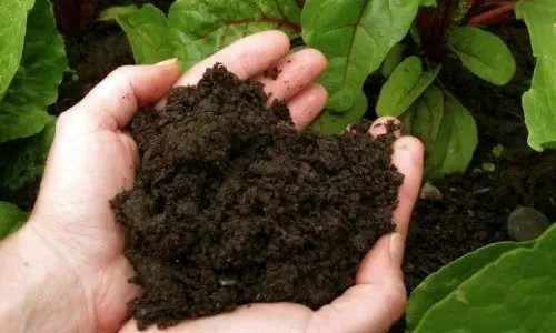Vietnam taps into peat resources to advance green agriculture Vietnam taps into peat resources to advance green agriculture
