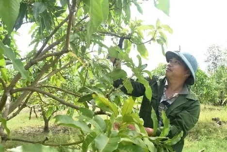 Support programmes have improved livelihoods of residents in Ea Sup district, Dak Lak province. (Photo: VNA) Support programmes have improved livelihoods of residents in Ea Sup district, Dak Lak province. (Photo: VNA)