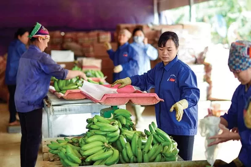 Vietnam’s agricultural exports face stricter requirements Vietnam’s agricultural exports face stricter requirements