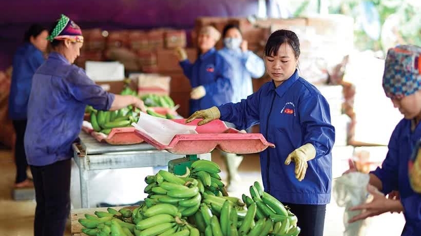 Vietnam’s agricultural exports face stricter requirements in 2025