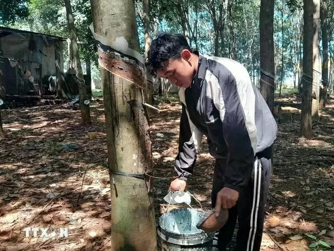 Vietnam’s rubber export expected to hit 11 billion USD in 2025