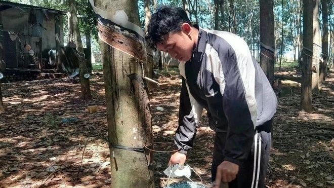 Vietnam’s rubber export expected to hit 11 billion USD this year