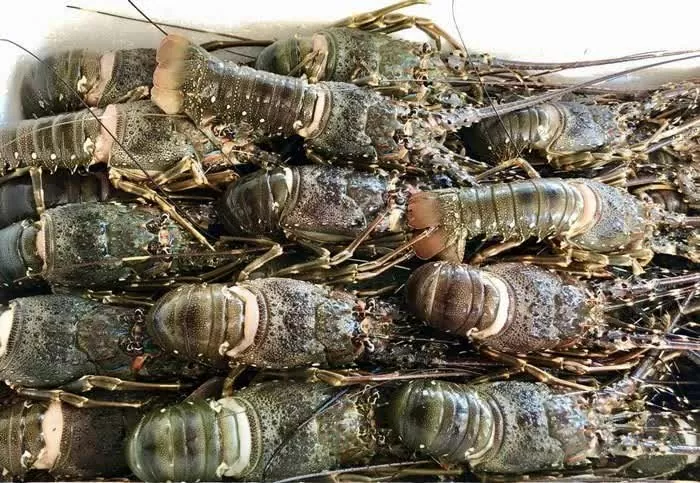Chinese consumers spend 70 million USD on Vietnamese lobster in January Chinese consumers spend 70 million USD on Vietnamese lobster in January
