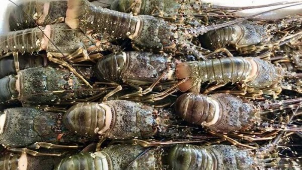 Chinese consumers spend 70 million USD on Vietnamese lobster in the first month