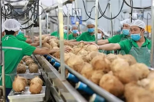 Coconut exports reach 14-year high Coconut exports reach 14-year high