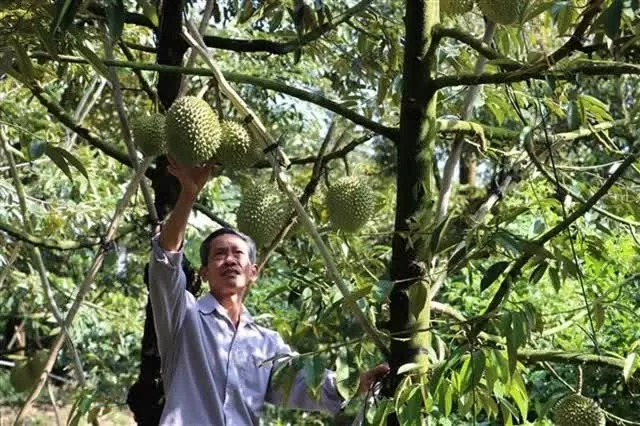 Vietnam’s durian exports to China plummet by 80% Vietnam’s durian exports to China plummet by 80%