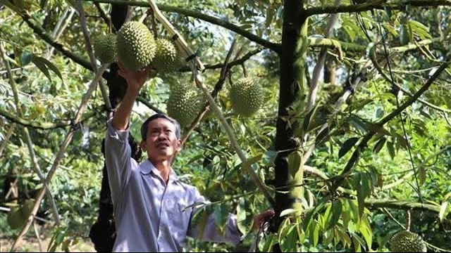 Vietnam’s durian exports to China decrease