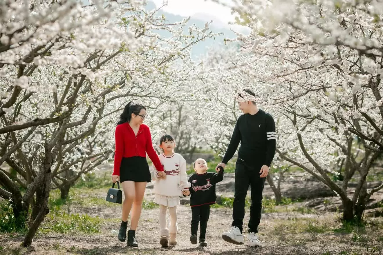 Mùa hoa mận Mộc Châu hút khách du lịch Mùa hoa mận Mộc Châu hút khách du lịch