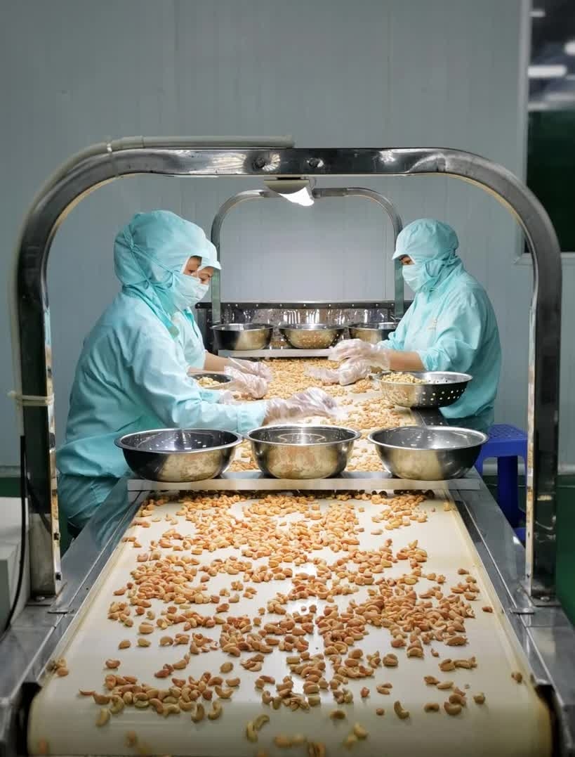 Vietnam's exports gain competitive edge in Dutch market: Trade Office