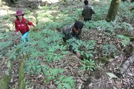 Farmers grow Ngoc Linh ginseng at a farm on the canopy of a forest in Quang Nam province. (Photo: VNA)