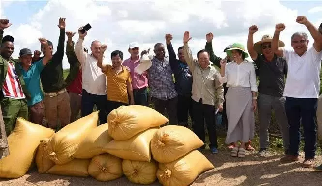 Vietnam – Cuba rice cultivation partnership thrives