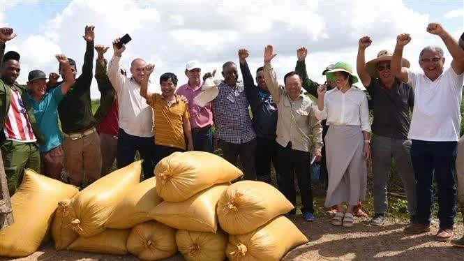 Vietnam – Cuba rice cultivation partnership develops in 2005