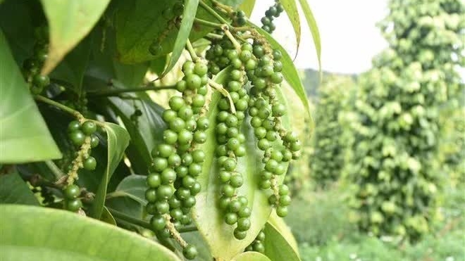 Vietnam's pepper export value hits nearly 190 million USD in 2 months