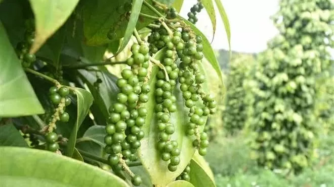 Vietnam's pepper export value hits nearly 190 million USD in 2 months