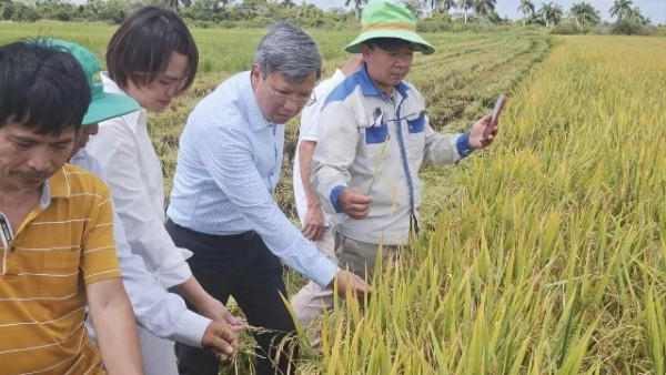 Research and Expansion of Investment Project in Rice Production in Cuba: Vietnamese Company AgriVMA