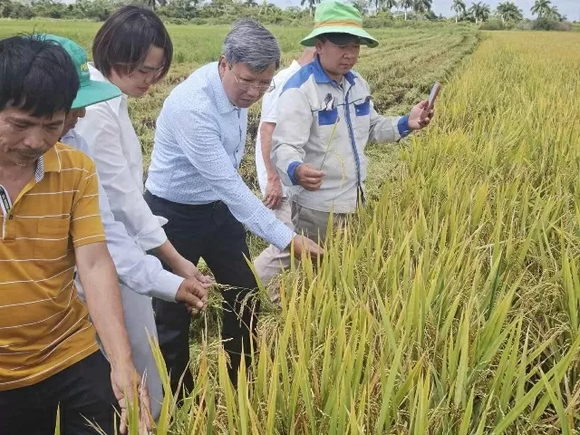 Rice Project cultivates the seeds of Vietnam-Cuba Friendship Rice Project cultivates the seeds of Vietnam-Cuba Friendship