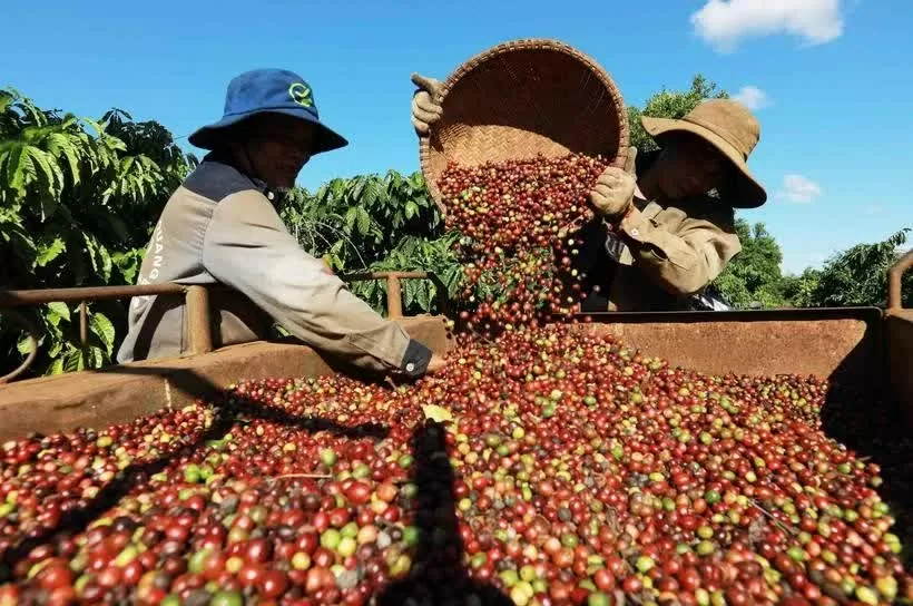 Vietnam’s coffee exports aim for 6 billion USD milestone Vietnam’s coffee exports aim for 6 billion USD milestone