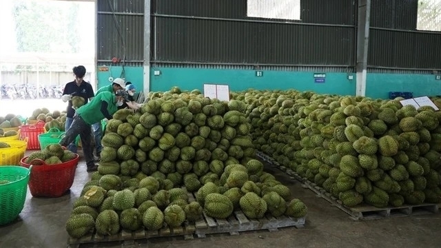 Vietnam-China bilateral trade reaches 31 billion USD in first two months: National Statistics Office