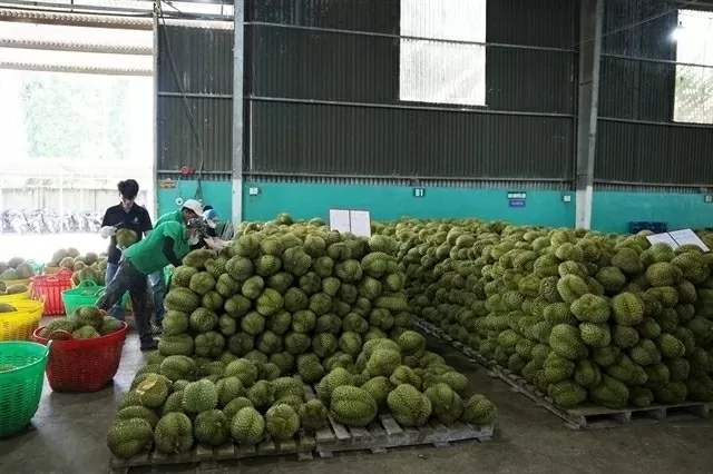 Vietnam-China bilateral trade reaches 31 billion USD in first two months Vietnam-China bilateral trade reaches 31 billion USD in first two months