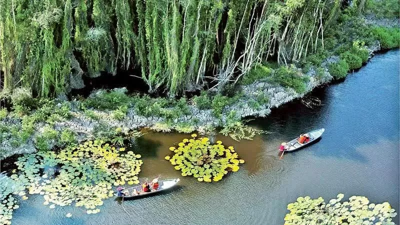 Tourists visit the cajuput forest in Dong Thap Muoi in Long An province. (Source: nhandan.vn)