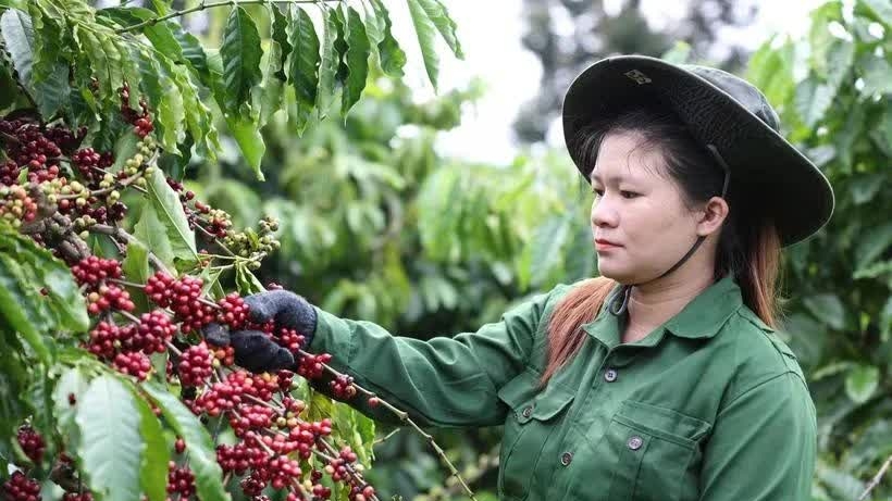 Vietnam’s coffee exports gain 1.72 billion USD in first two months: Department of Customs