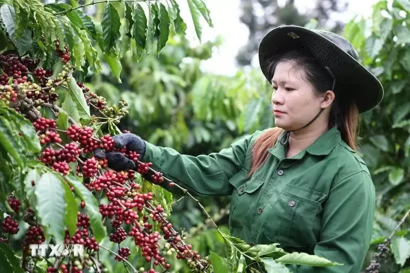 Vietnam’s coffee exports reach 1.72 billion USD in first two months Vietnam’s coffee exports reach 1.72 billion USD in first two months