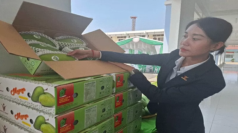 Tien Giang ships first batch of green-skinned mangoes to US Tien Giang ships first batch of green-skinned mangoes to US