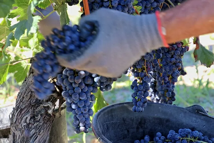 The harvest in Bordeaux, or le vendage, is one of the most critical parts of the entire wine making process. (Photo: Luxe) The harvest in Bordeaux, or le vendage, is one of the most critical parts of the entire wine making process. (Photo: Luxe)
