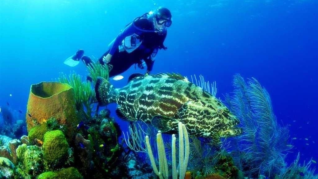 Vietnam ranks  fifth in the top of most popular diving destinations in Asia: Agoda