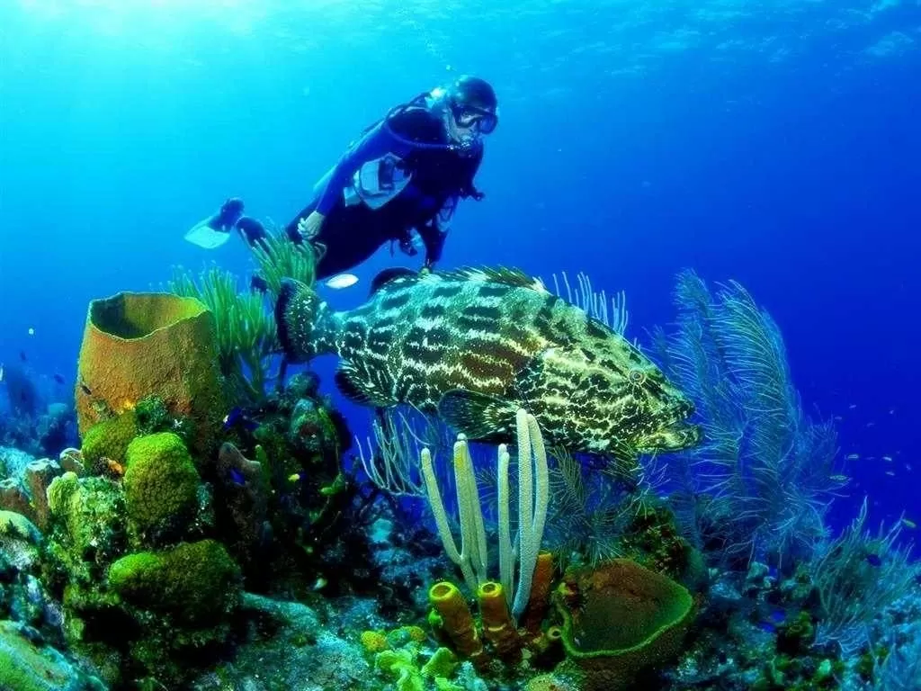Vietnam ranks fifth of the most popular diving destinations in Asia. (Source: Vinpearl)
