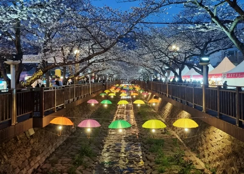Cảnh sắc hoa anh đào vào ban đêm tại thành phố Changwon, tỉnh Gyeongsangnam, Hàn Quốc. (Nguồn: korea.net)