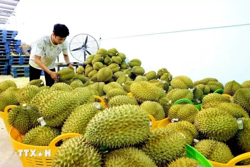 Chain strengthening: Key to boosting fruit exports Chain strengthening: Key to boosting fruit exports