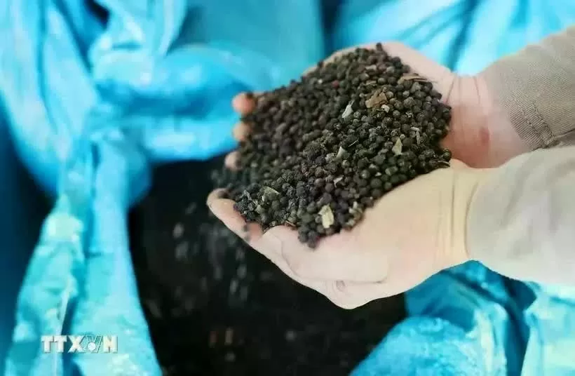 Pepper exporters responding to new US tariff policy Pepper exporters responding to new US tariff policy