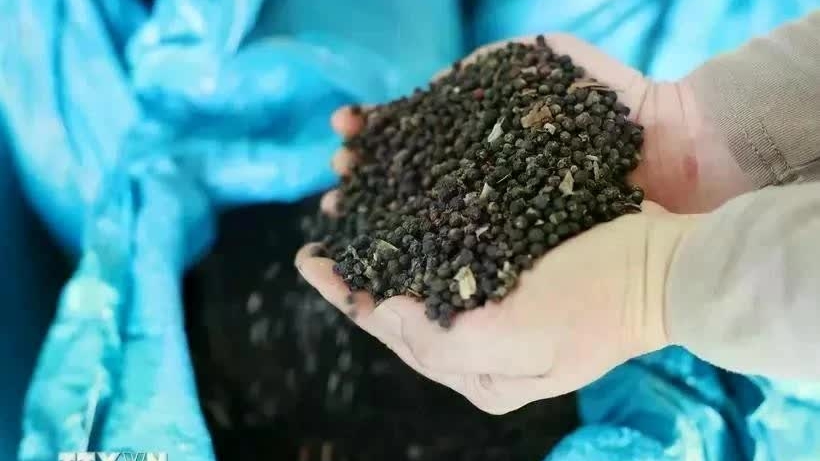 Pepper exporters are concerned about new US tariff policy