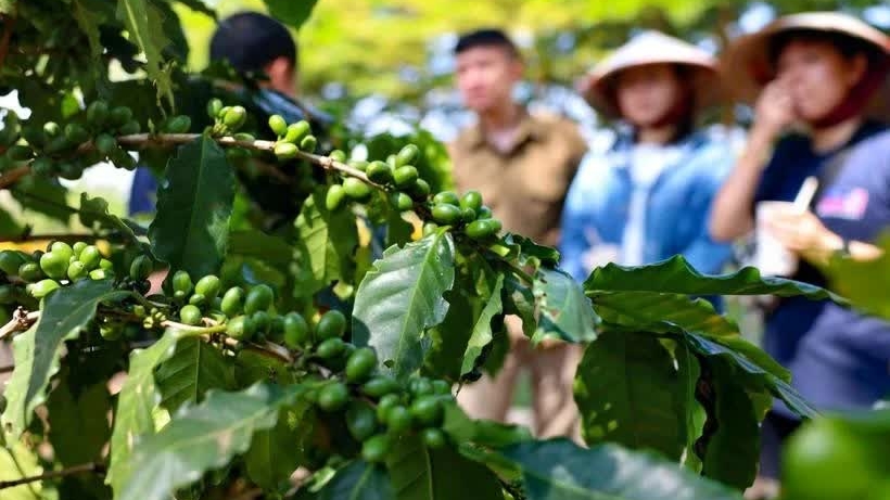 Ministry finds measures to reach 65 bln USD in agro-forestry-fishery export